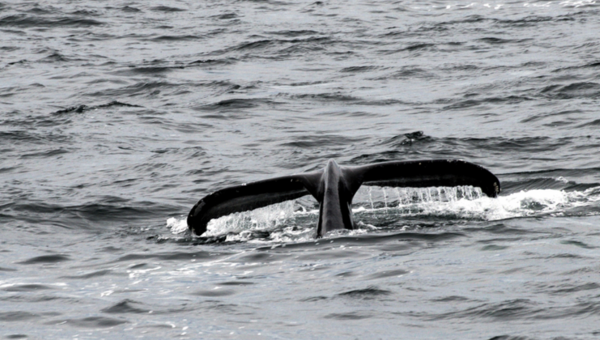 Whale in Sea